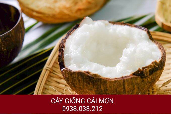 Cây giống dừa sáp