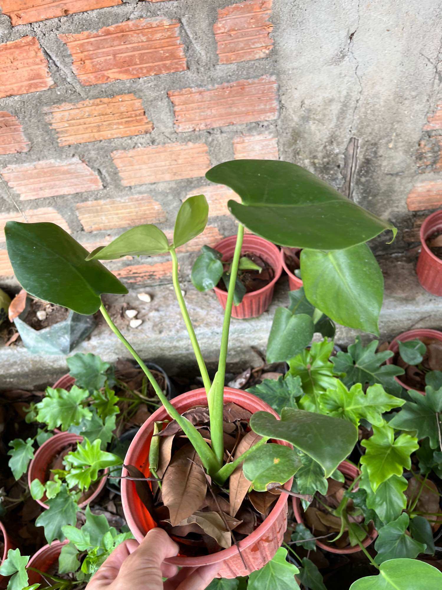 cây giống trầu bà lá xẻ