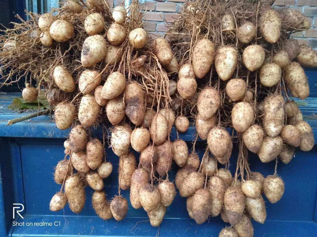 1kg củ lùn tươi ngon
