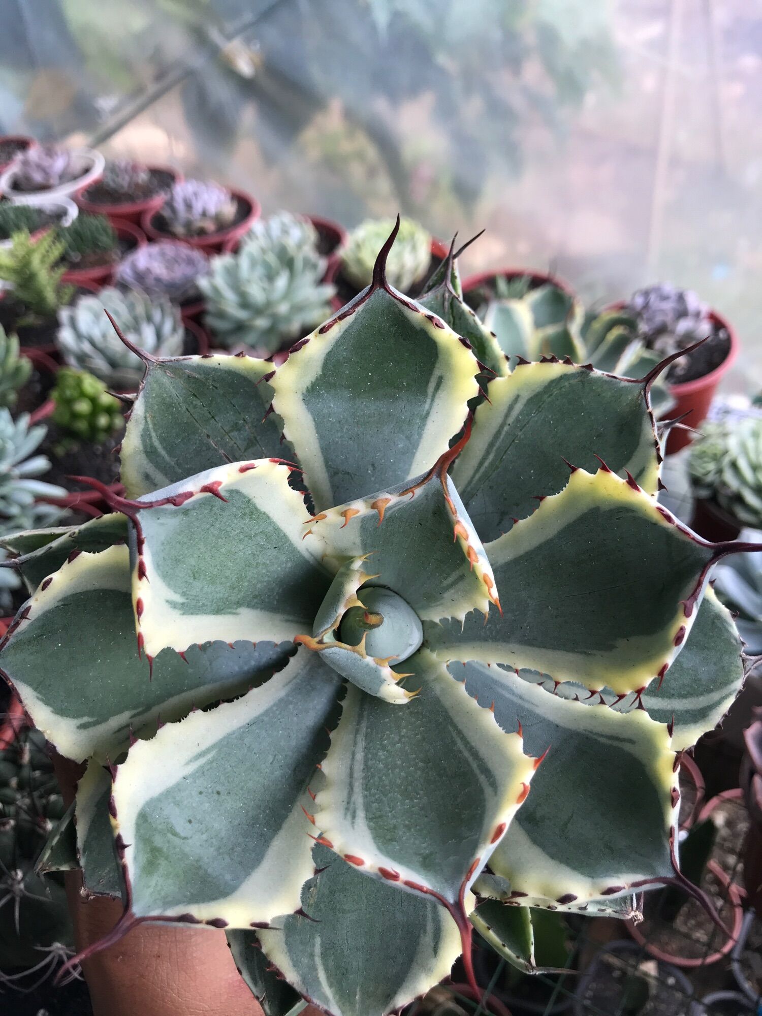Sen Agave var  20cm+