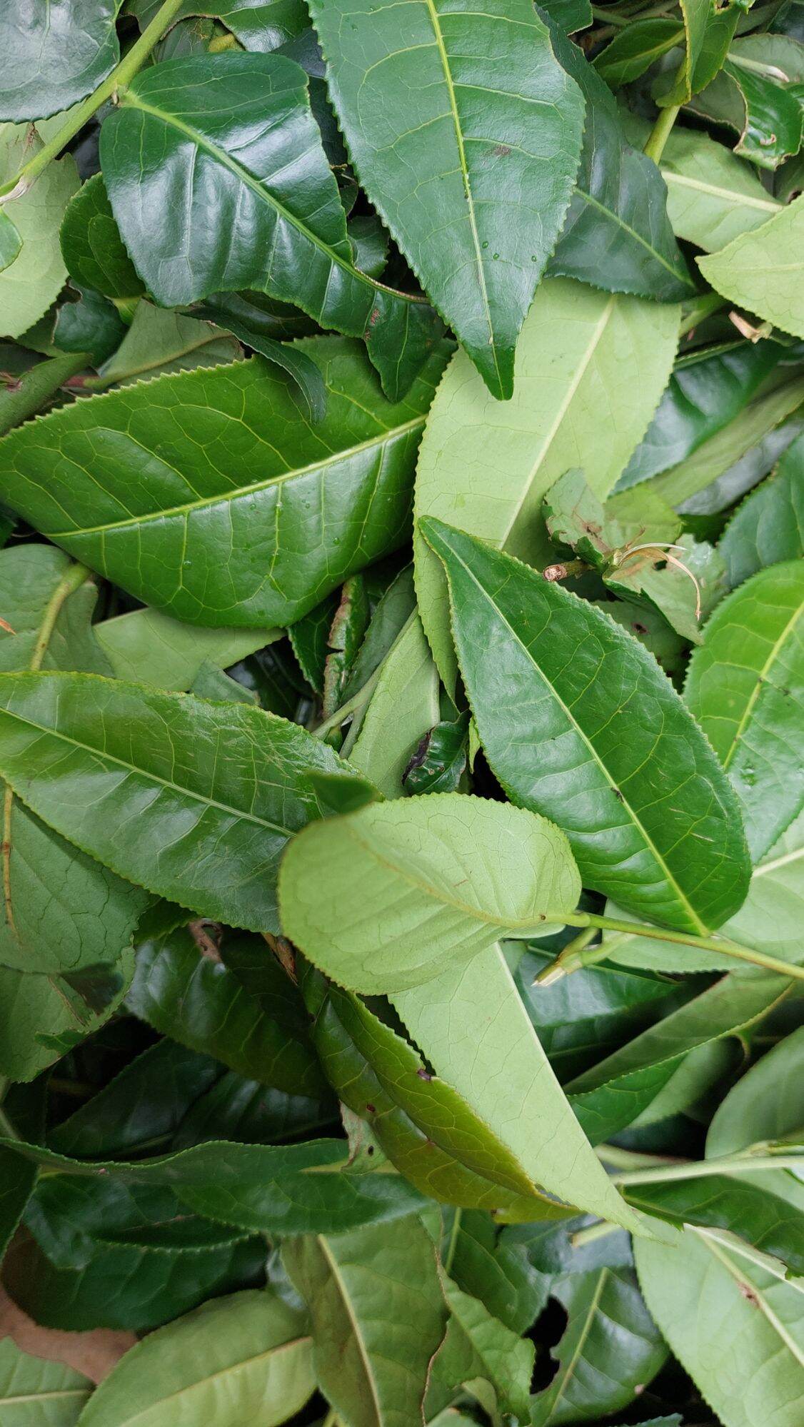 chè tươi lâm đồng 1kg