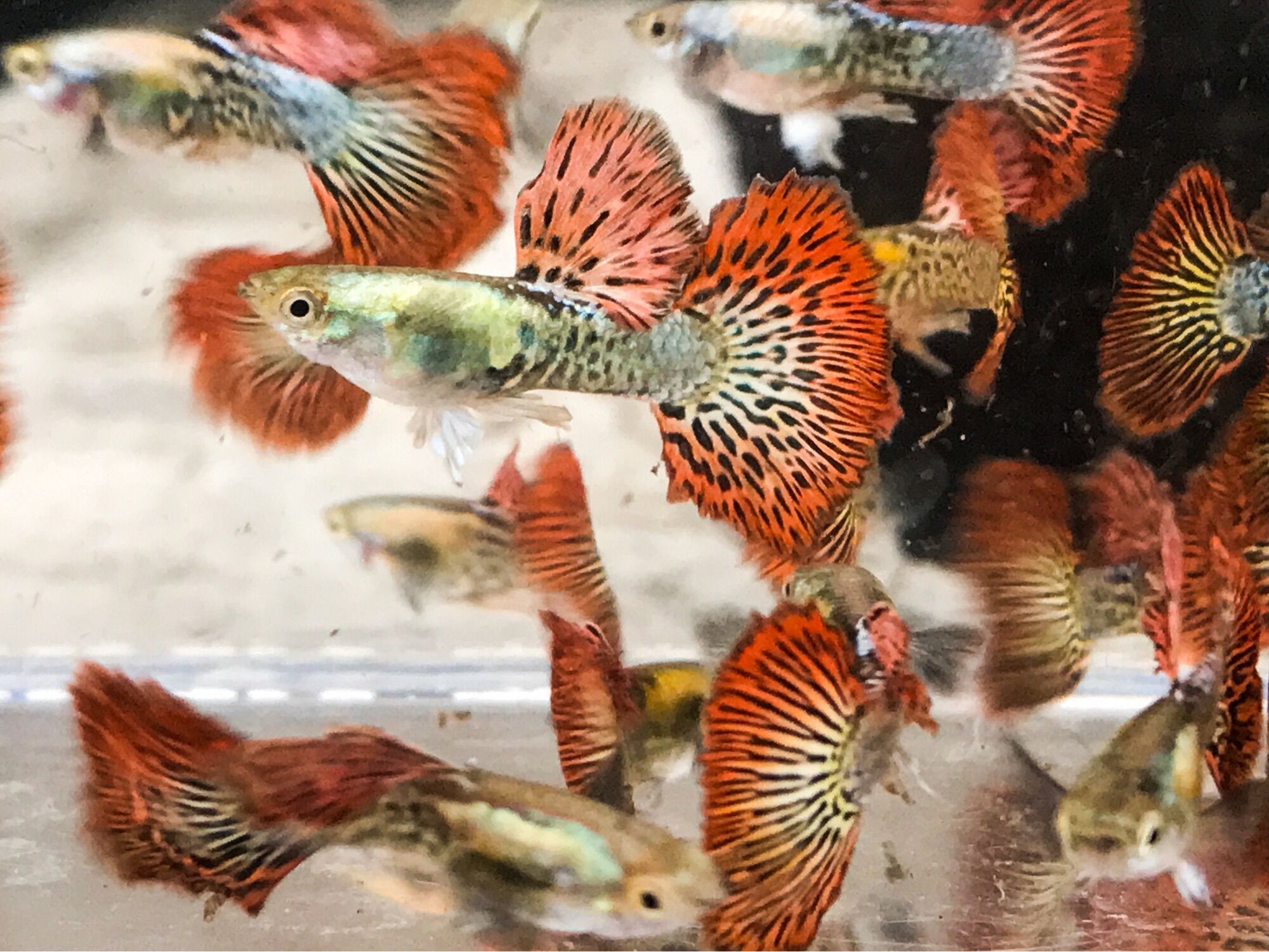 Bảy màu rồng đỏ tia 3 cặp
