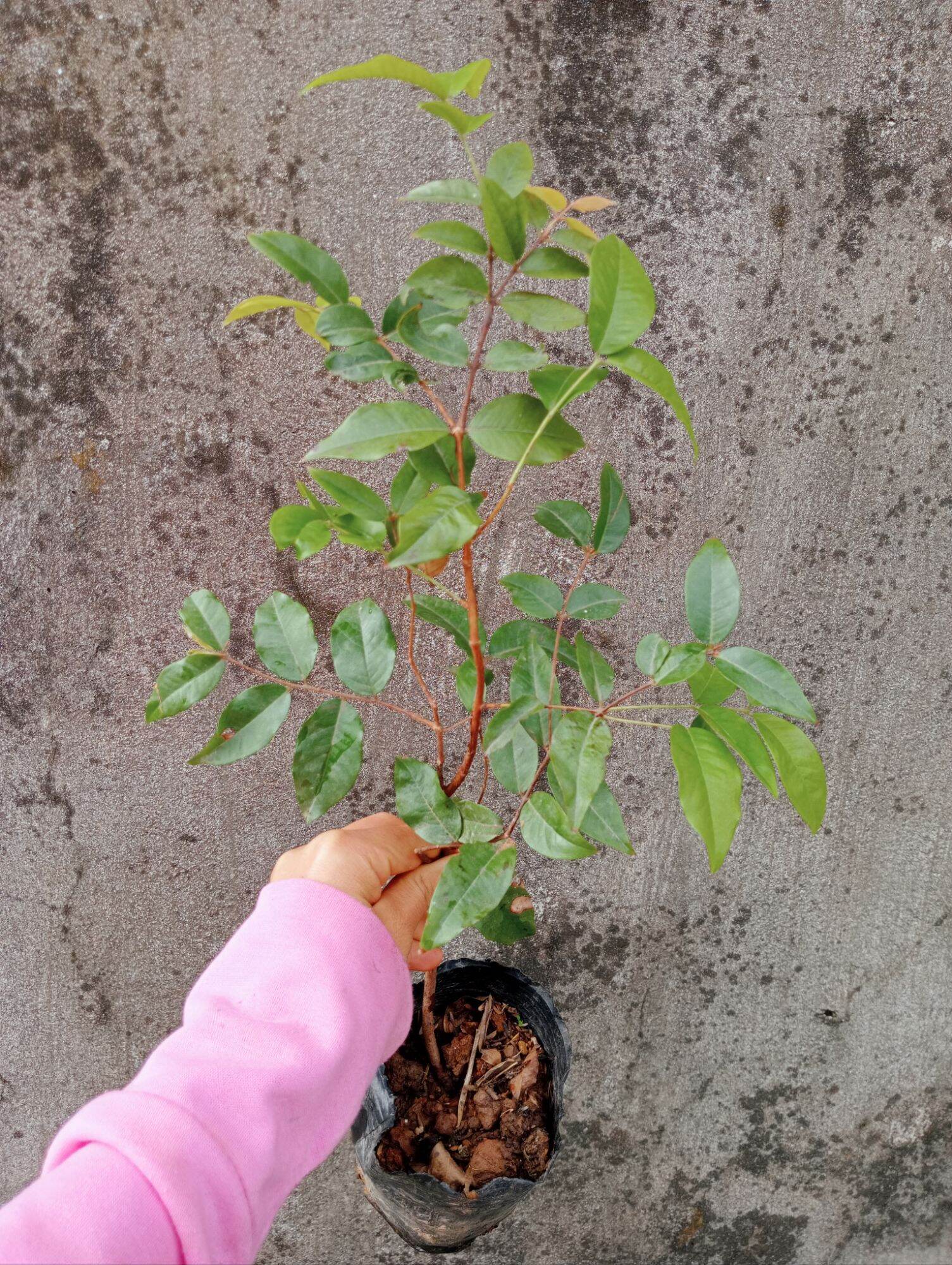 Cây nho thân gỗ tứ quý