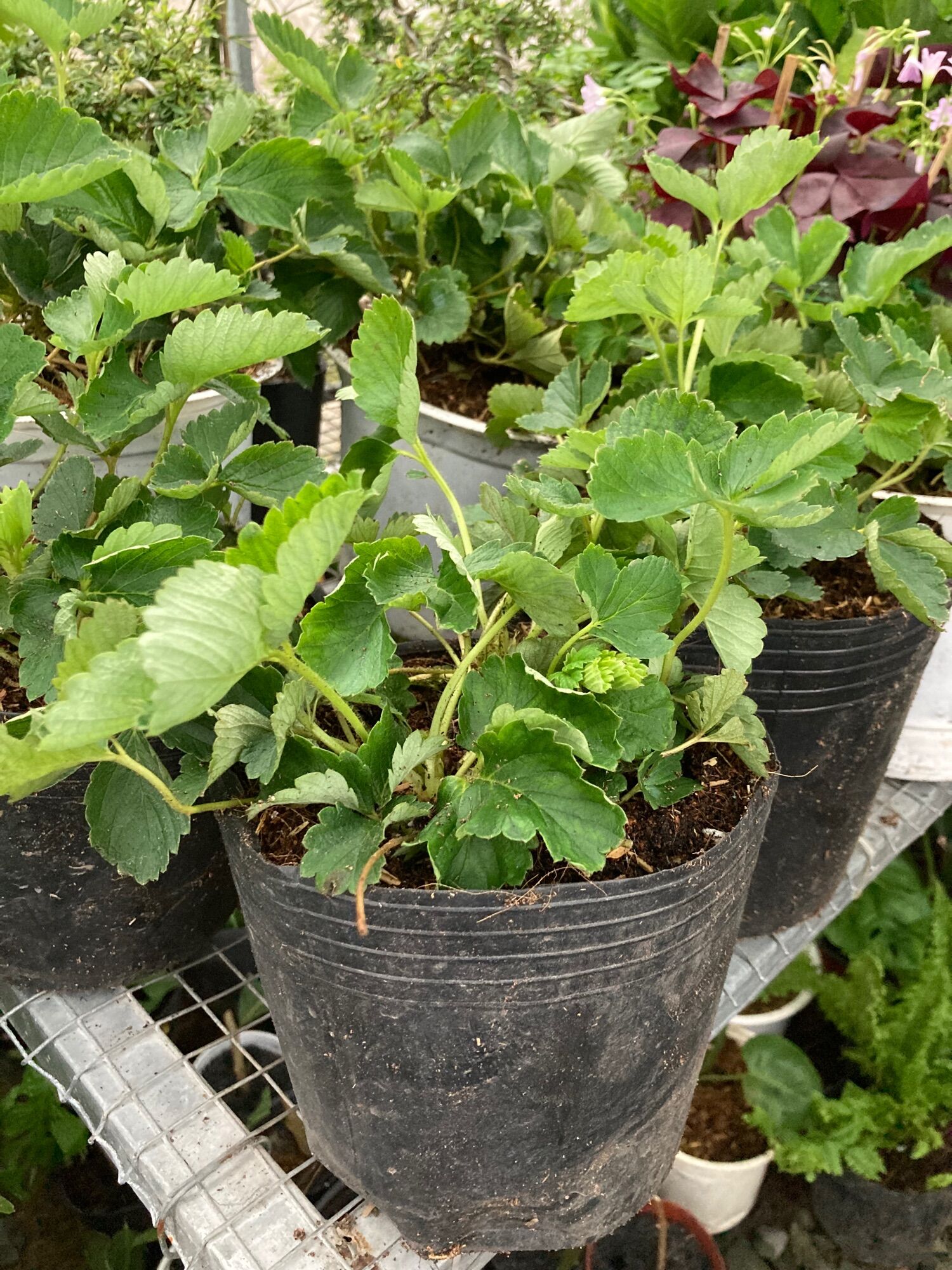 Dâu tây chịu nhiệt