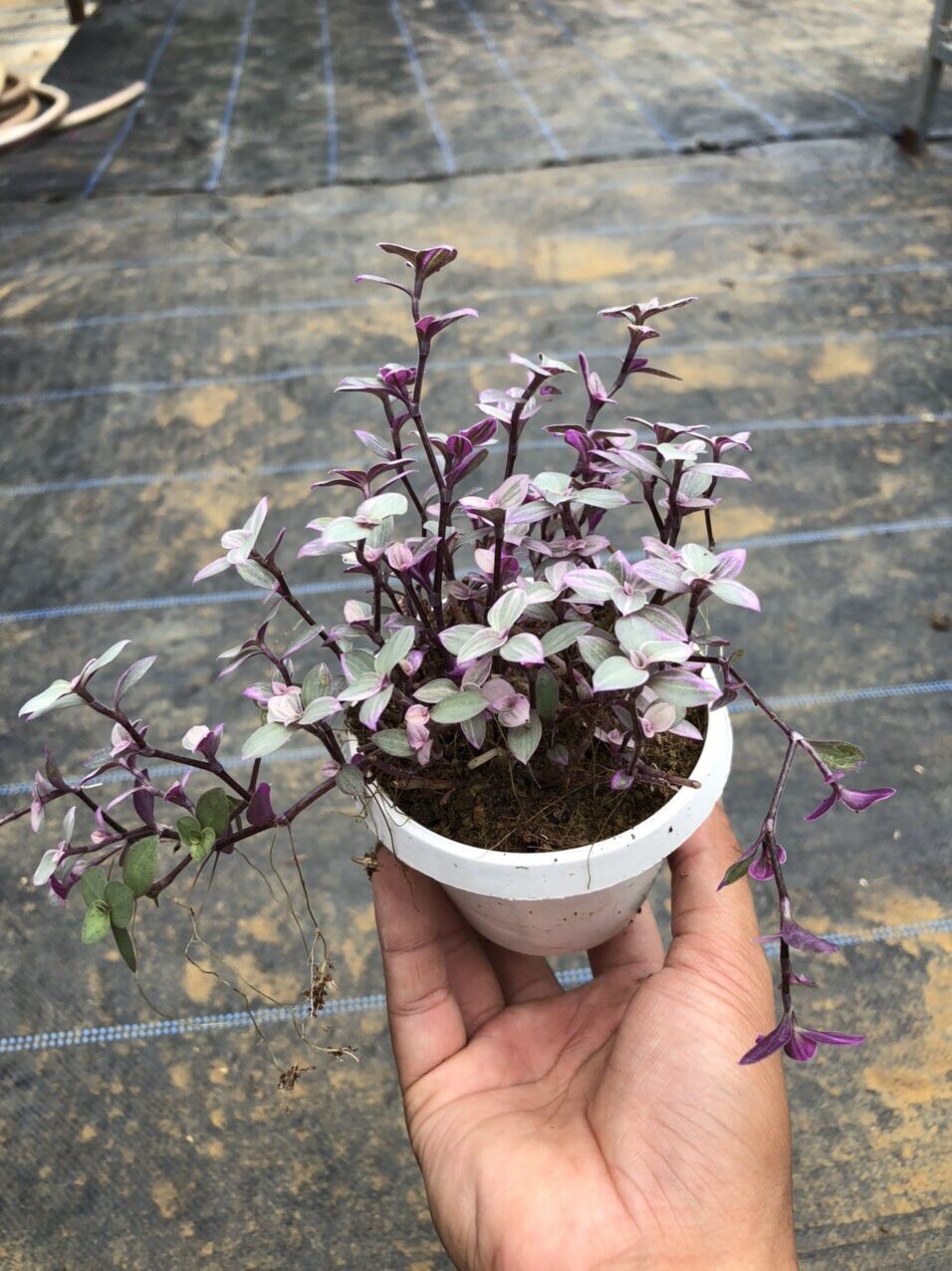 Quý cô hồng chậu treo nini