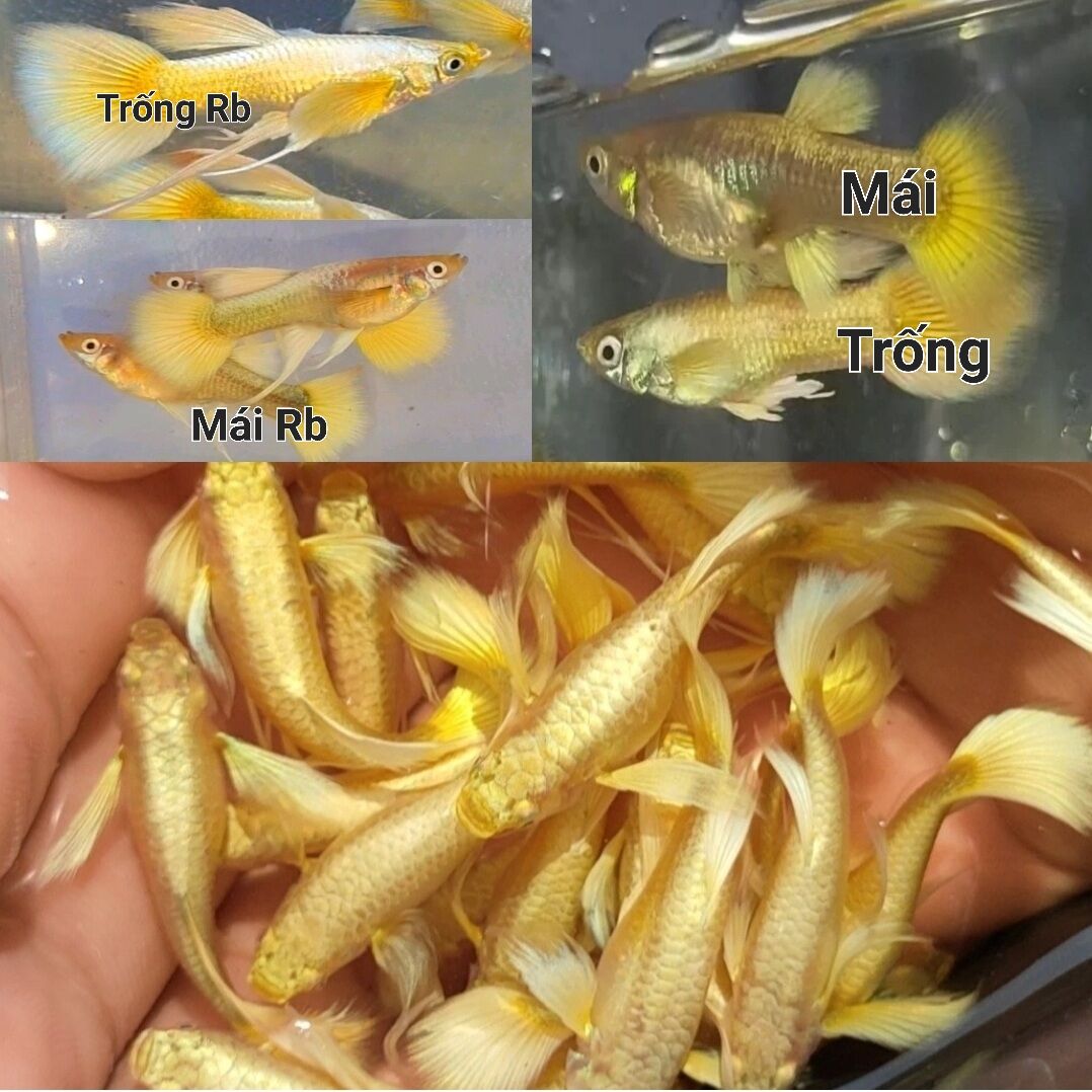 75k/5 cặp 7 màu Full Gold thủy sinh