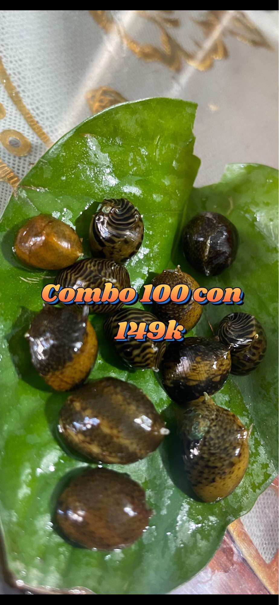 Ốc Nerita Gai Size 10mm-13mm