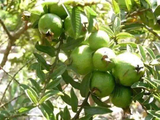 Cây giống ổi sẻ lá kim