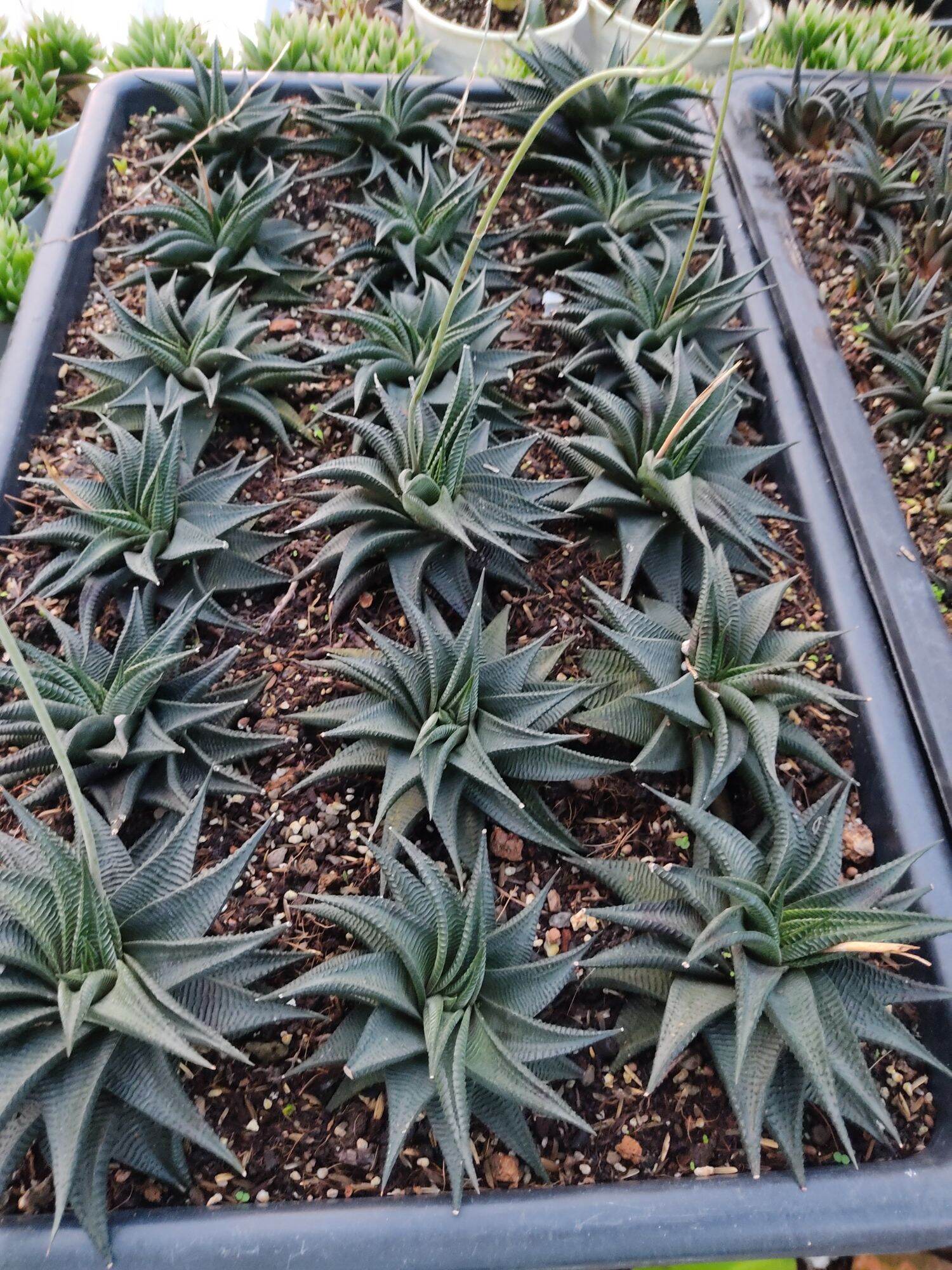 Cây xương rồng Haworthia dạng xoè xoáy, xanh, nhiều size - Haworthia Limifolia Spiralis
