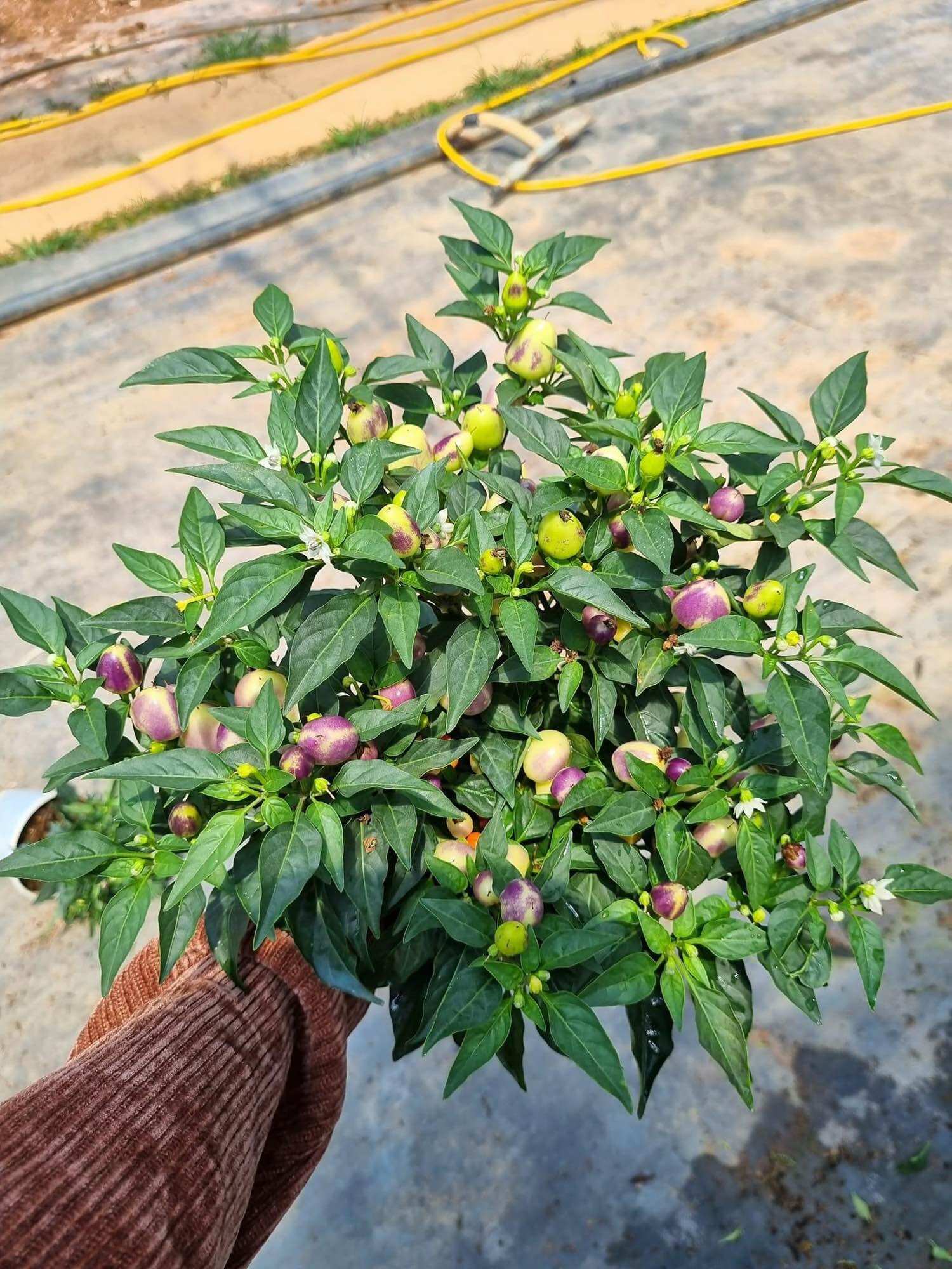 Chậu cây ớt ngũ sắc, cây trưởng thành đang có trái