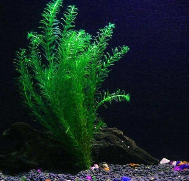 Rong đuôi chó thủy sinh - 5 nhánh rong đuôi chó thủy sinh