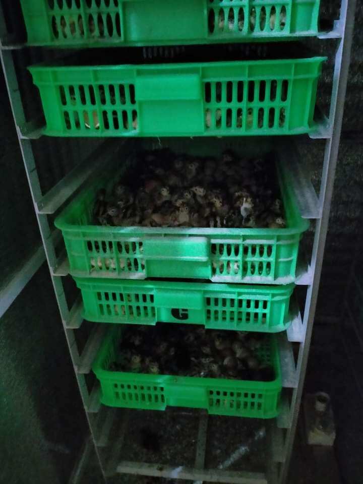 10 quả trứng chim tri đỏ về ăn