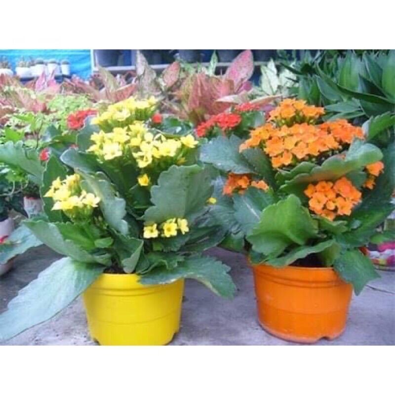 Cây hoa đời sống kép