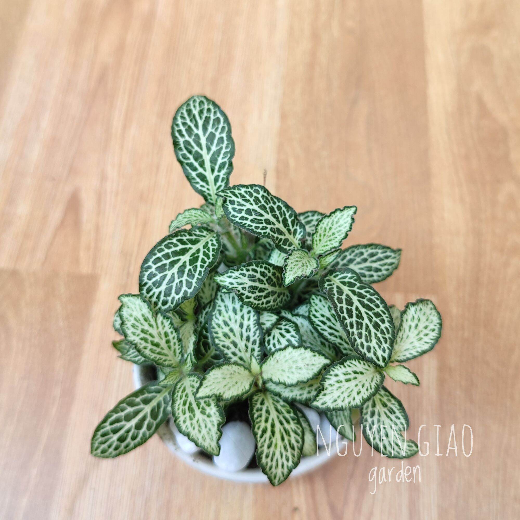 Cây cẩm nhung chậu sứ trắng