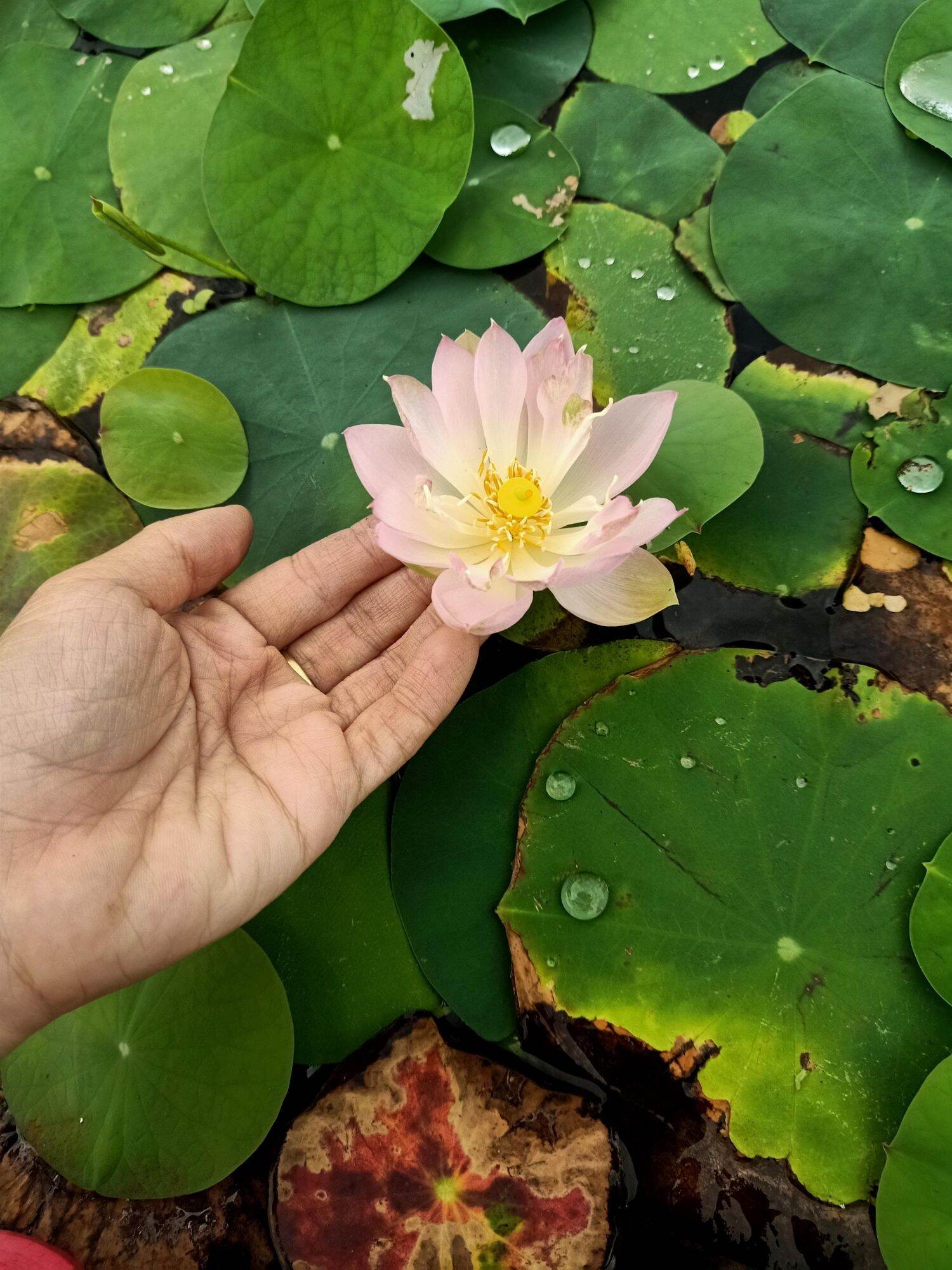 Củ sen mini Keelin
