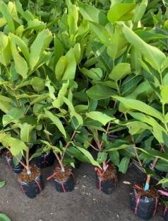 Cây Giống Mận Đỏ An Phước
