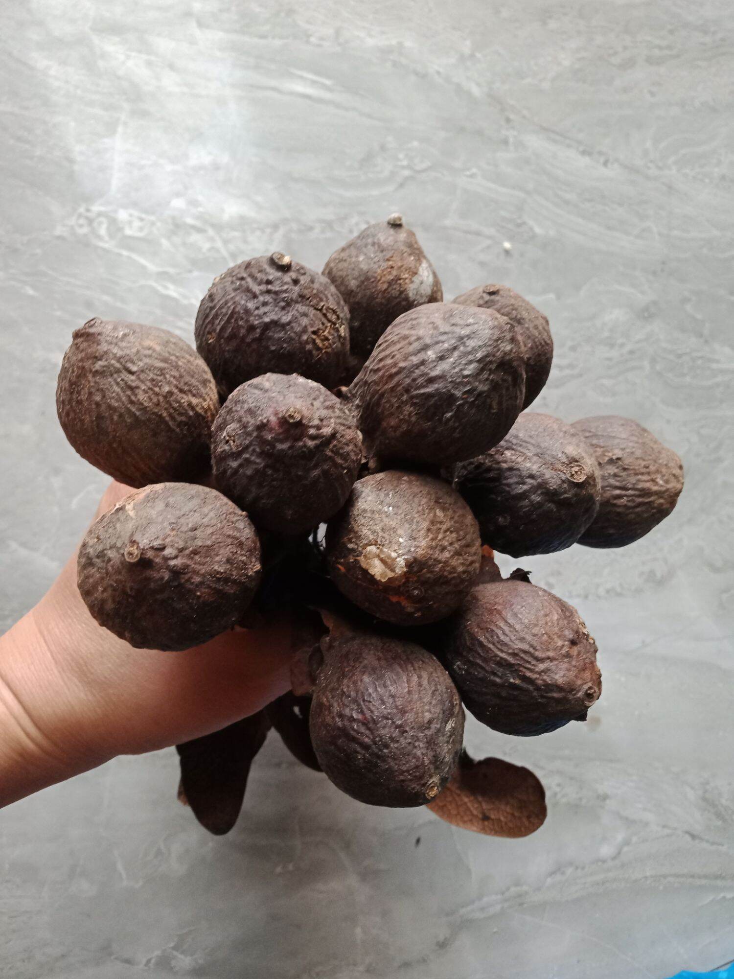 quả tai thỏ khô, quả chò nâu (20 quả)