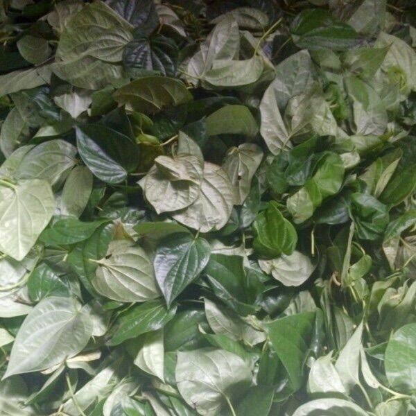 (BỘTHOUSE) Bột lá trầu không trị nám (Betel leaf powder)