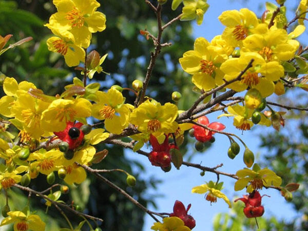 Cây mai vàng Yên Tử giống cao >50cm