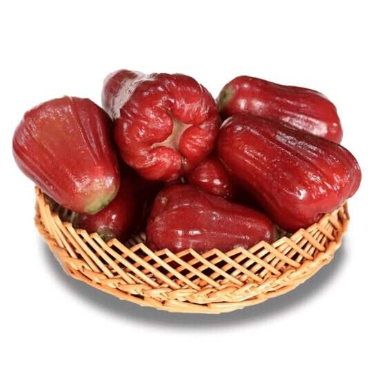 CÂY GIỐNG MẬN AN PHƯỚC