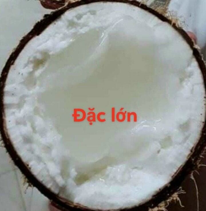  Dừa sáp  dừa đặc ruột  dừa kem makapuno 