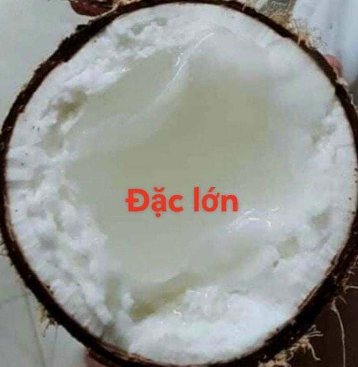 Dừa sáp/ dừa đặc ruột/ dừa kem