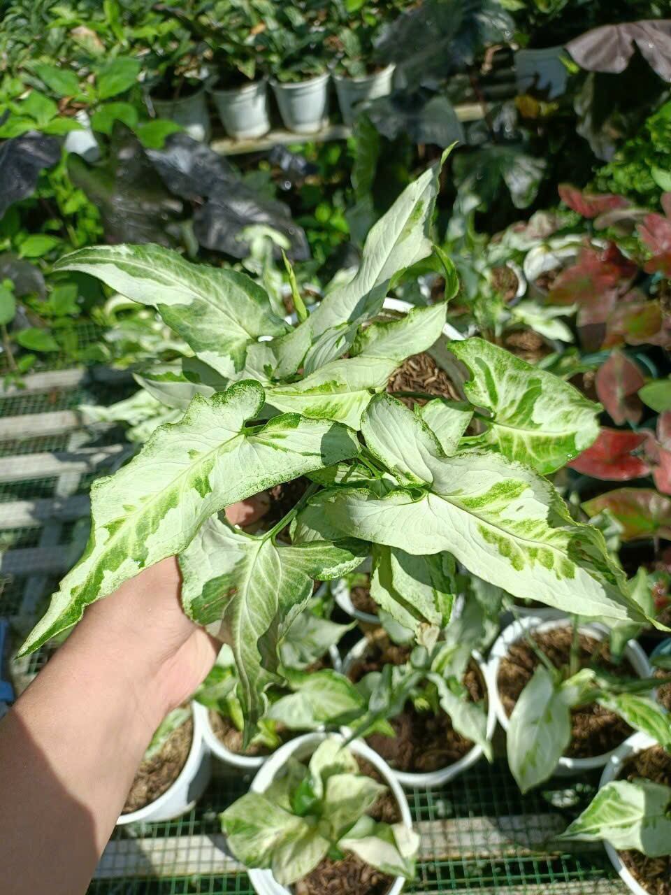 Chậu cây syngonium magic marble