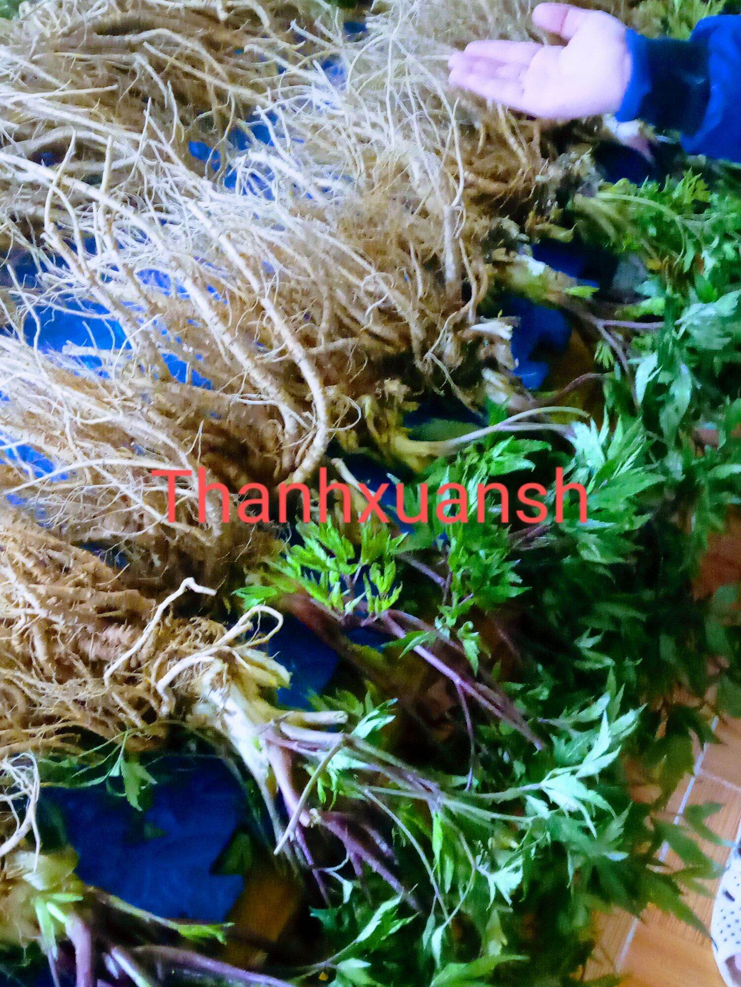 2kg Sâm đương quy  Sìn Hồ - Lai Châu