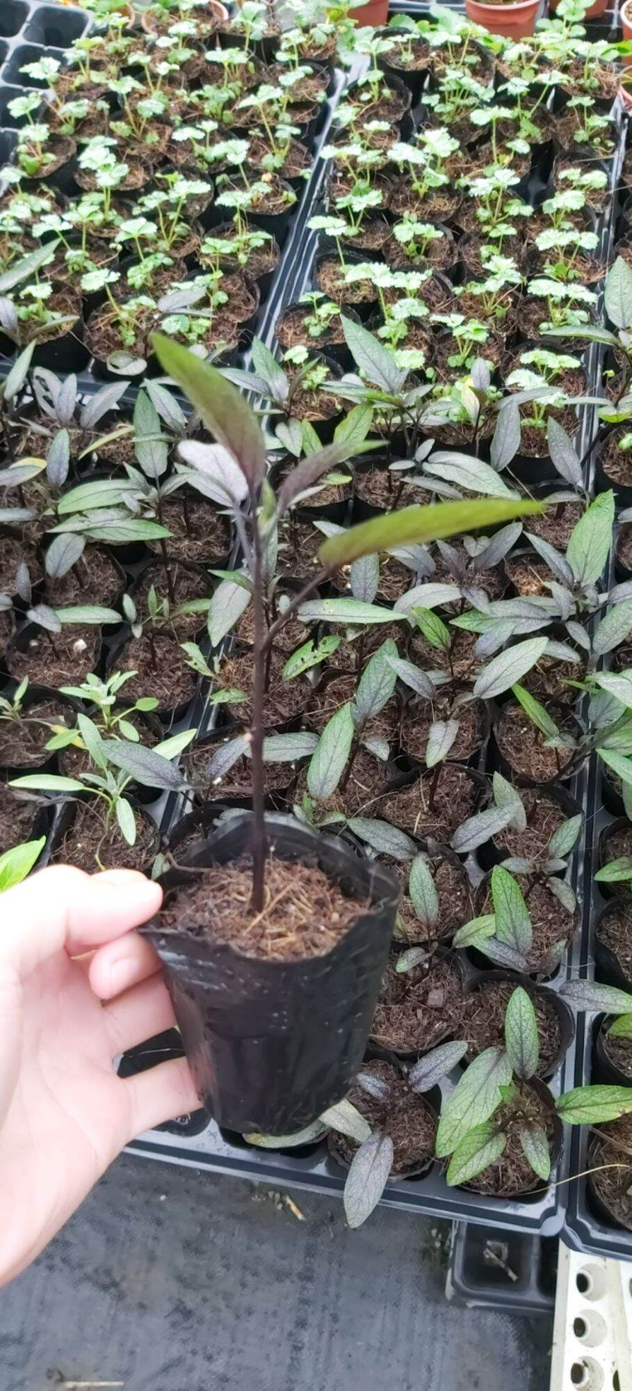 Cây giống dưa hấu nam mĩ ( Dưa pepino tím )