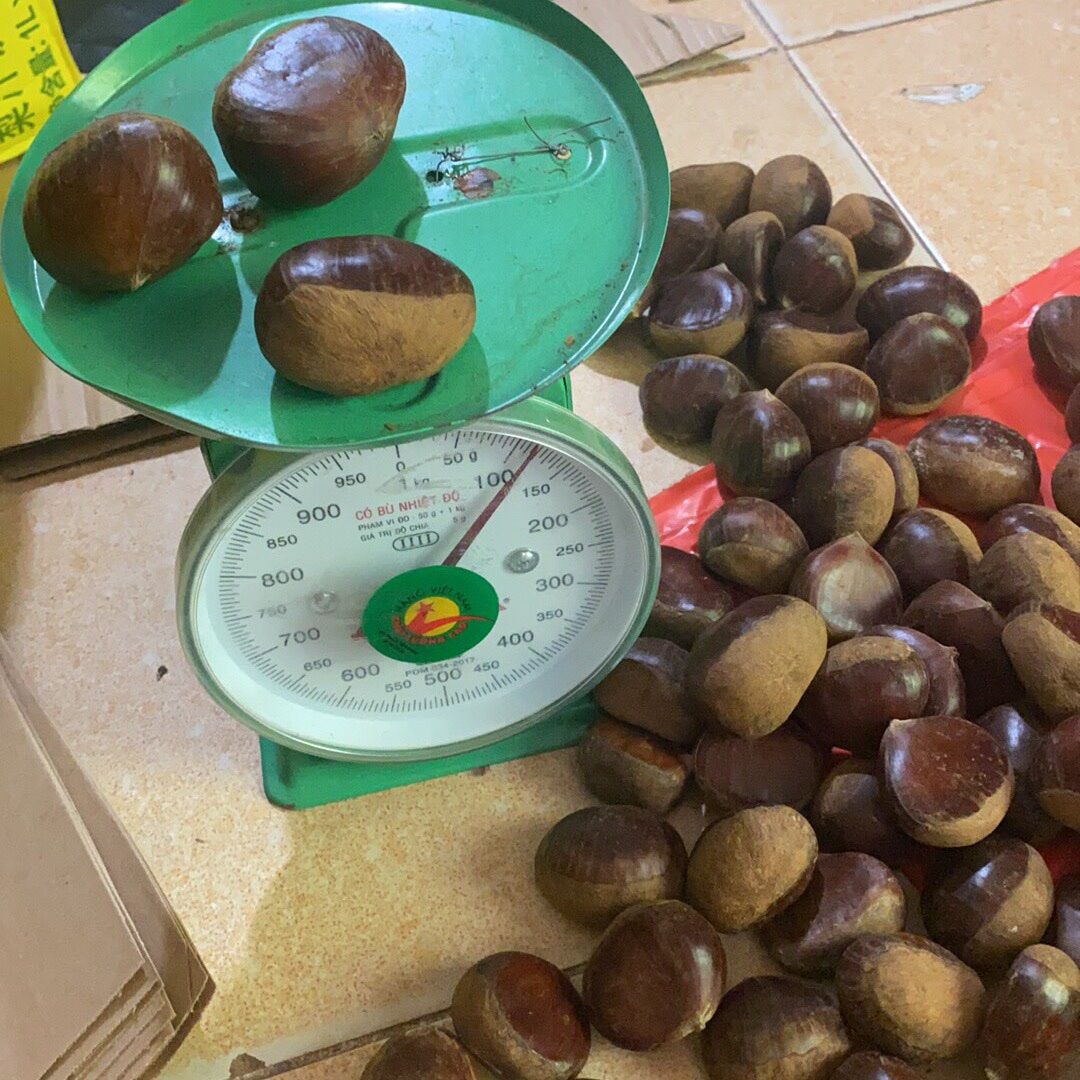 Hạt dẻ siêu ngon