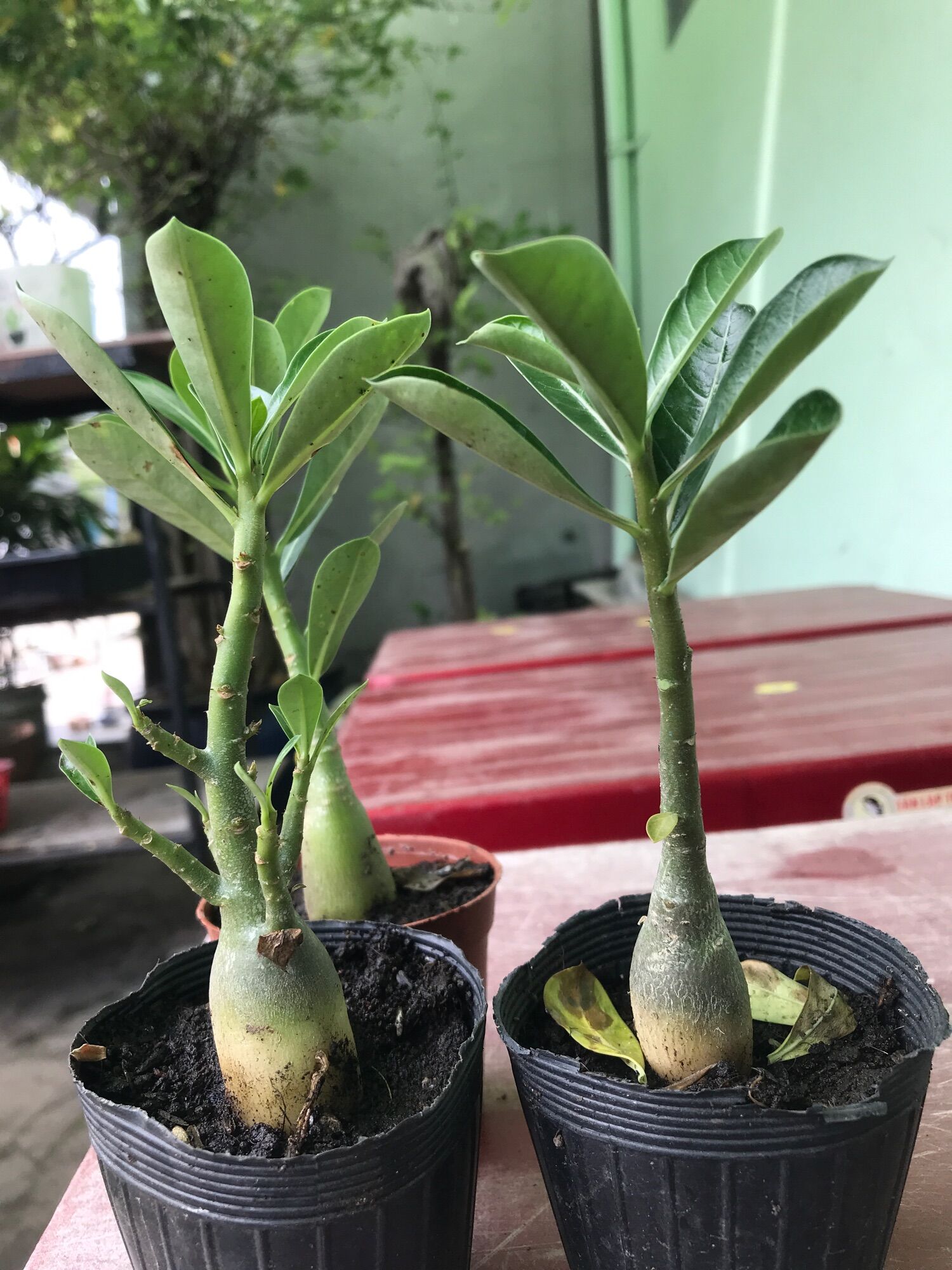Cây sứ thái