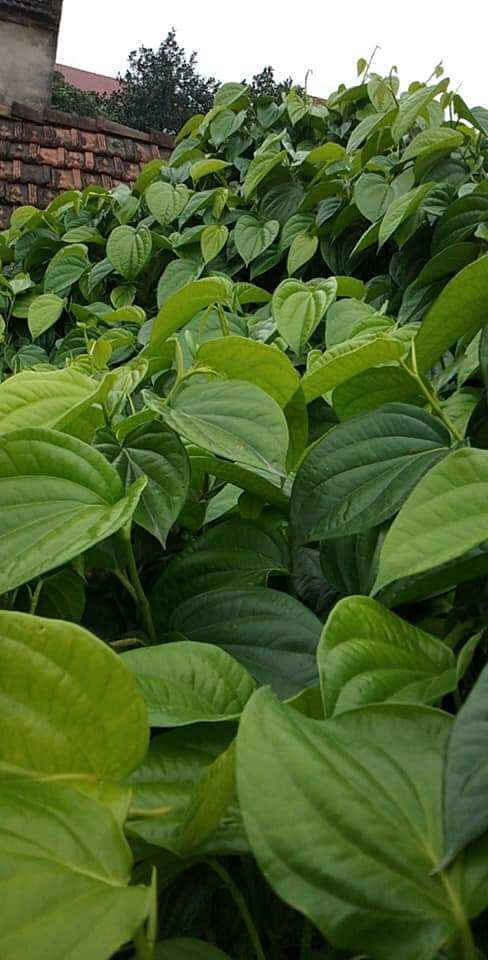 200g lá trầu xanh tươi mới hái