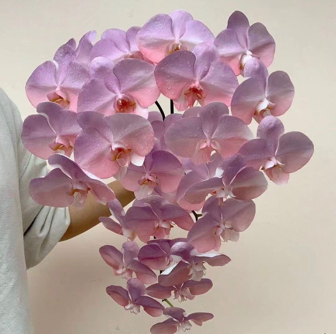 sơn xịt hoa tươi