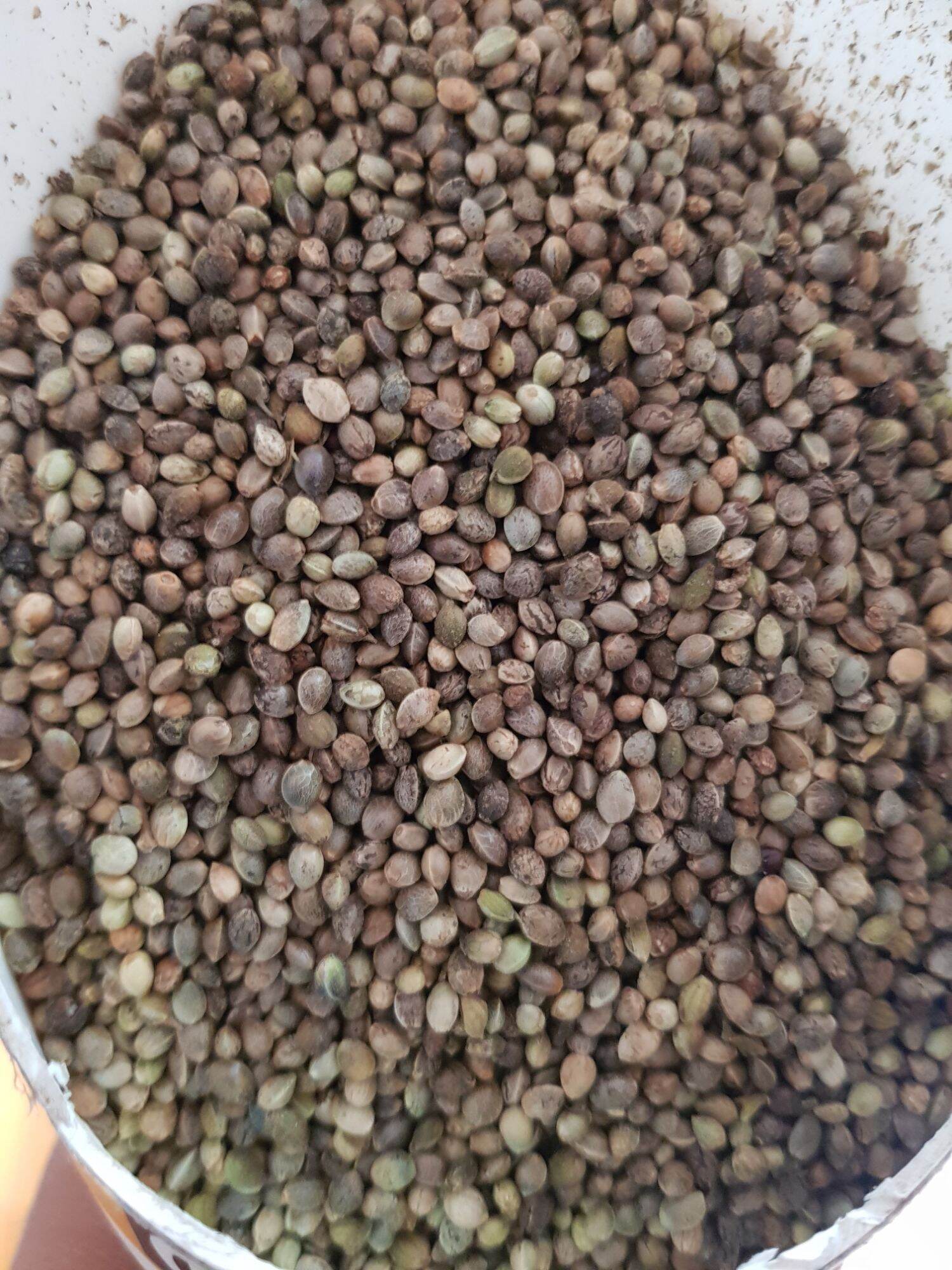 500G NGŨ CỐC TRỘN CHO GÀ ĐÁ, GÀ ĐẺ, VỊT, BỒ CÂU, CÚT, CHIM CU, HAMSTER ...