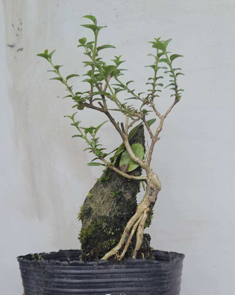 Sam hương ôm đá bonsai mini