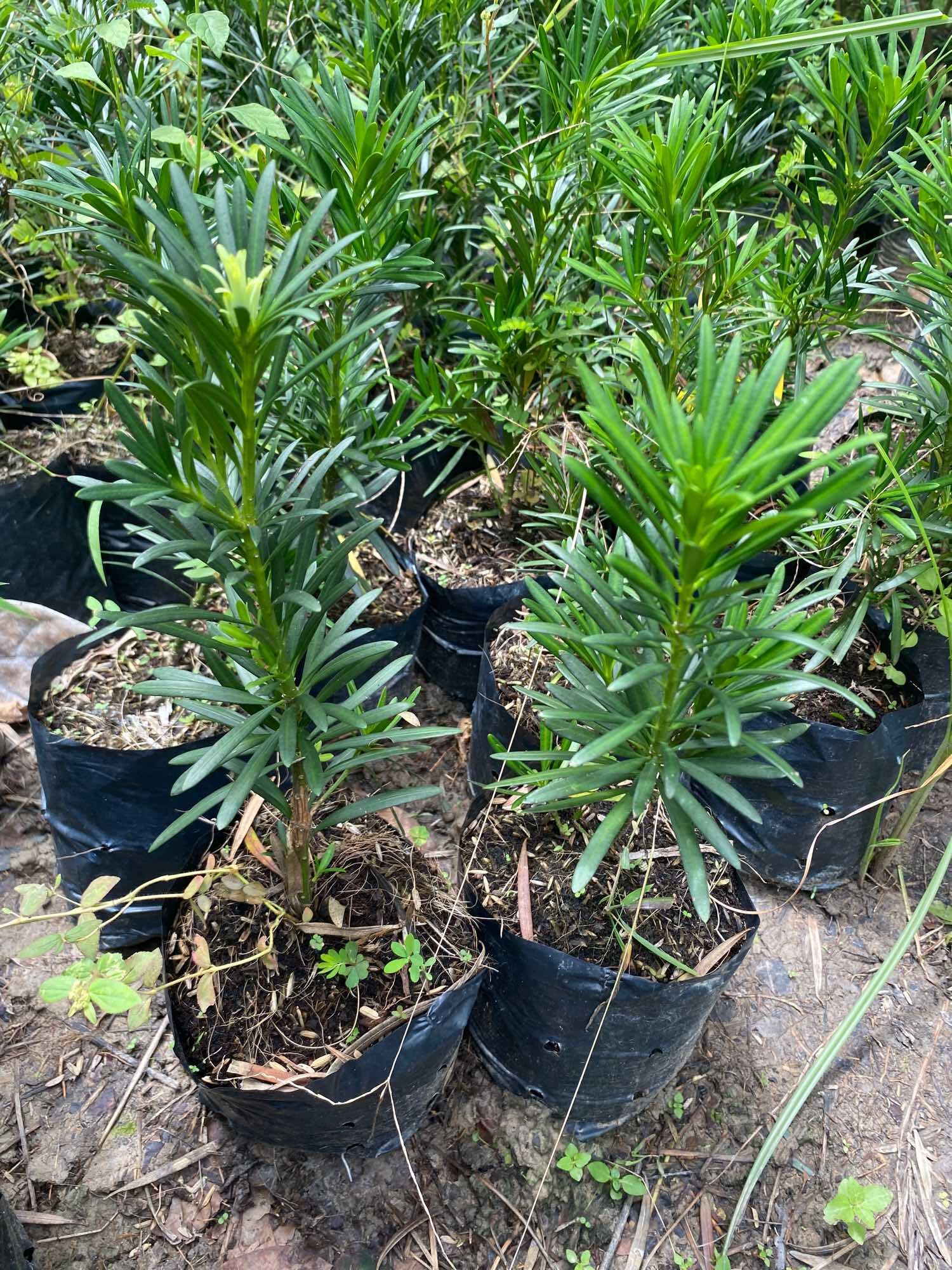 Cây Vạn Niên Tùng (cao 10-15cm )
