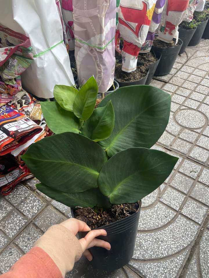 Cây dây leo tường kắt Kè