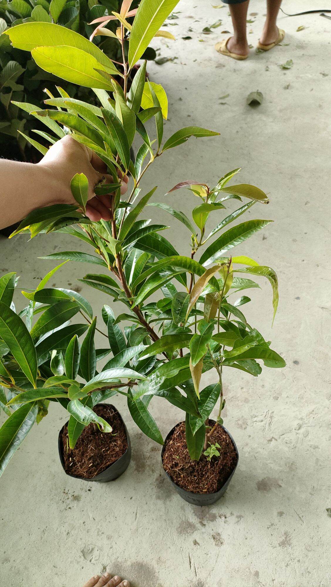 Cây giống mận lý
