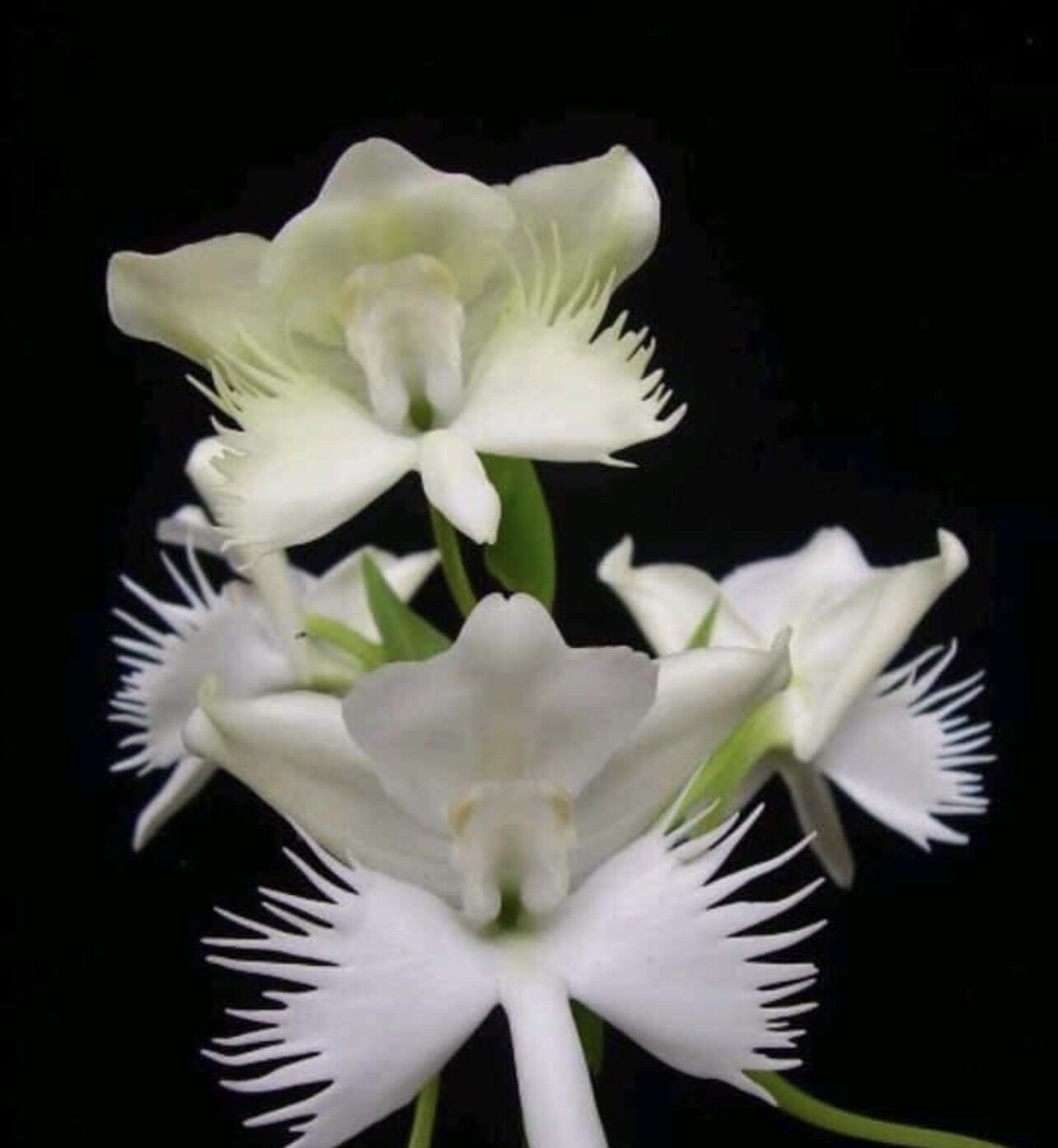 Hoa Lan bạch Phượng(củ 1 cây hình cuối)