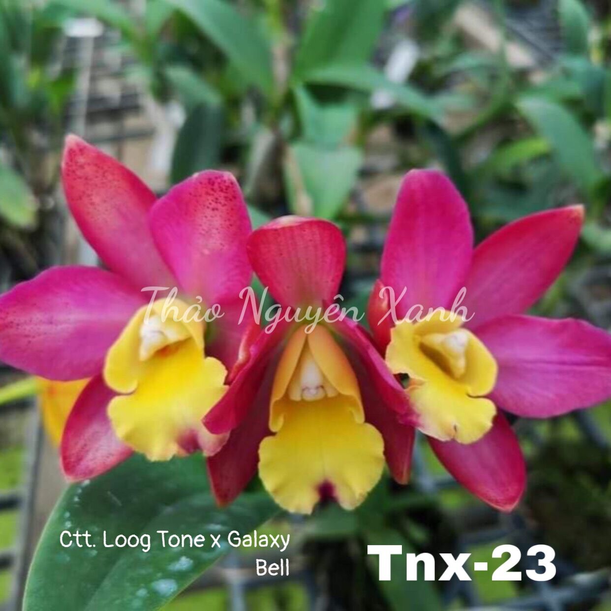 Tnx23 - lan cattleya mini giống - thơm hoa chùm - màu đỏ lưỡi vàng