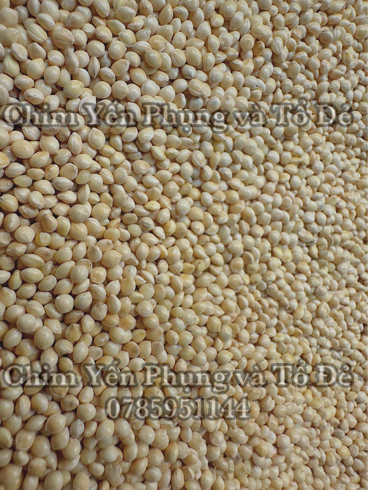 1kg hạt kê trắng - thức ăn: Chim Cảnh • Sóc • Hamster..