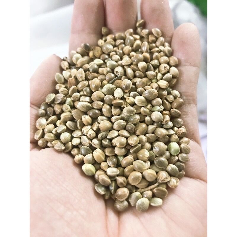 [HCM]Hạt láng tròn cho chim vẹt 200g.