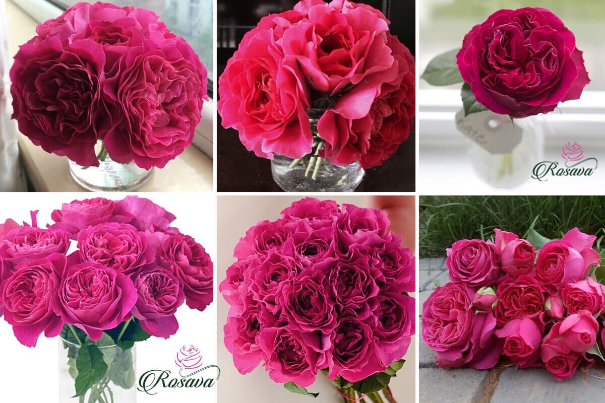 Hoa hồng Kate Rose - hoa thơm, hồng leo