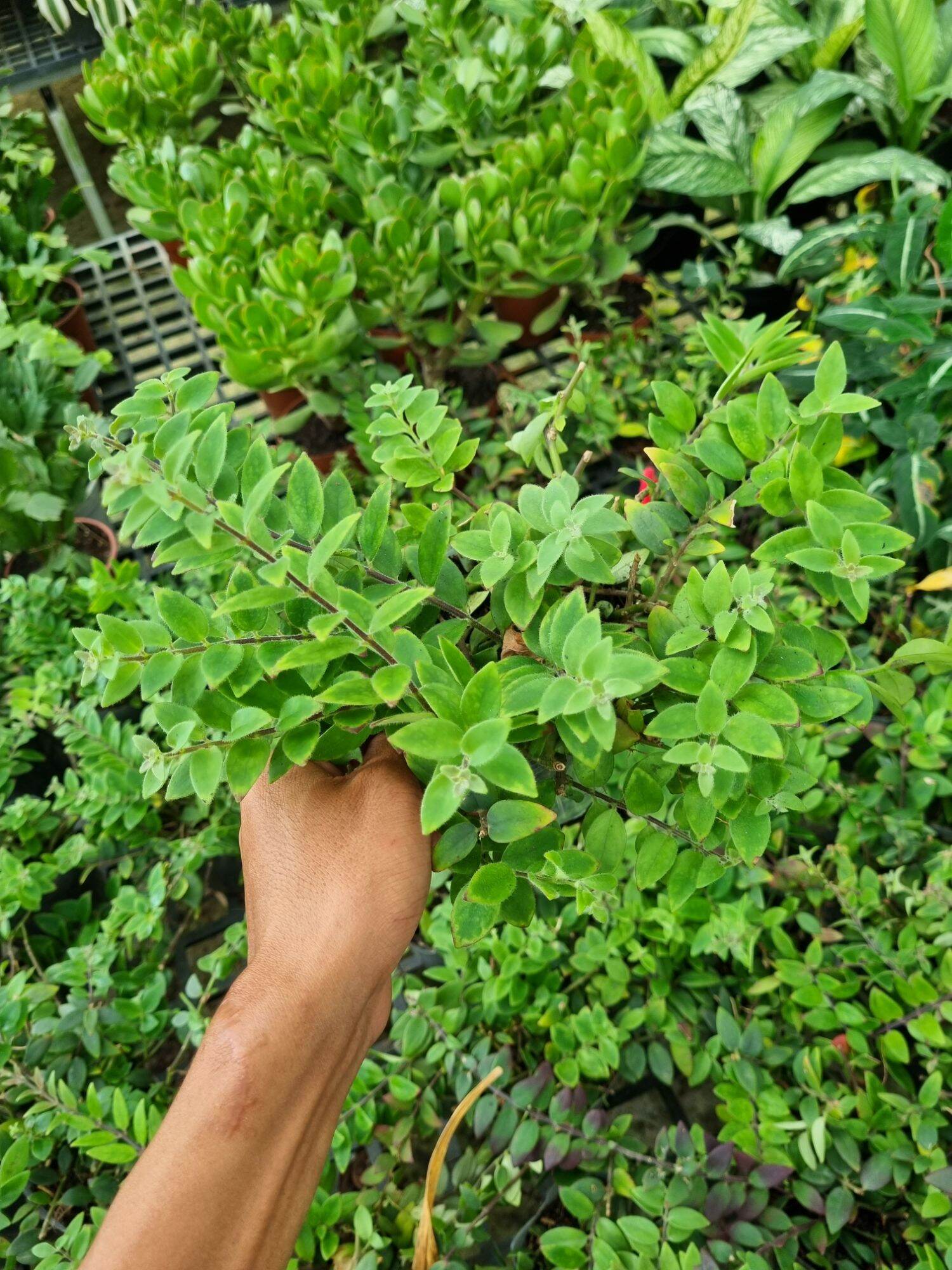 Cây hoa son môi