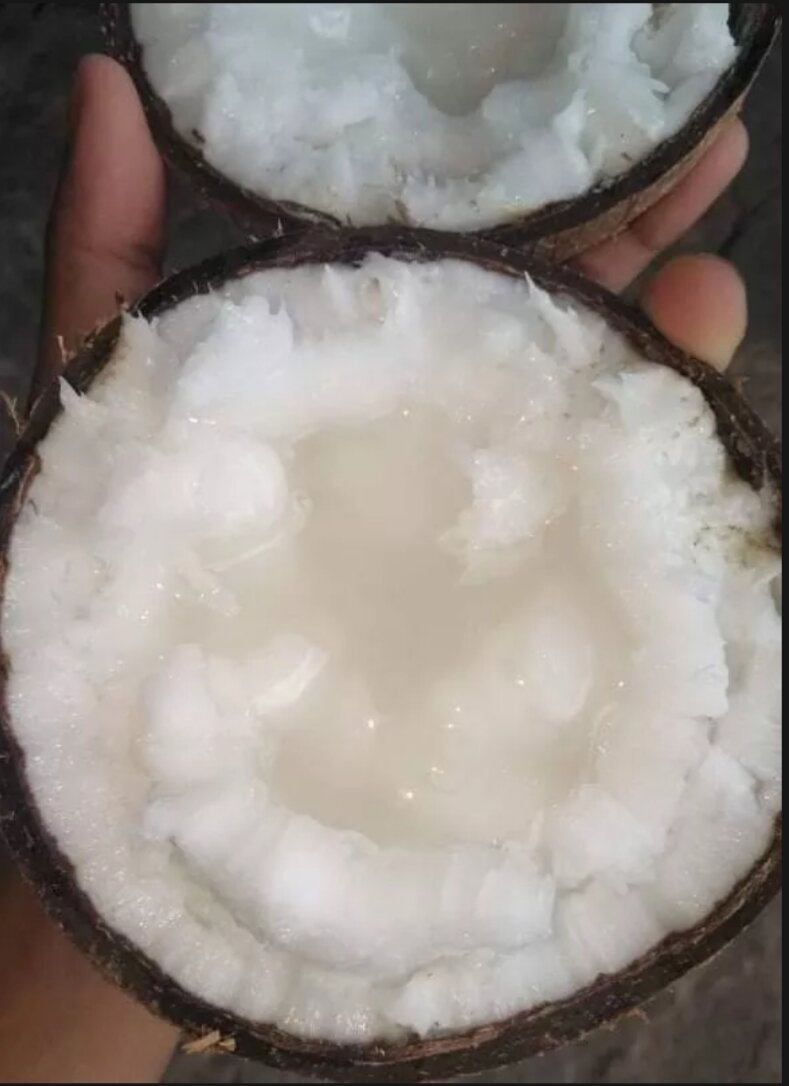 Dừa sáp loại 1, loại đặt ruột