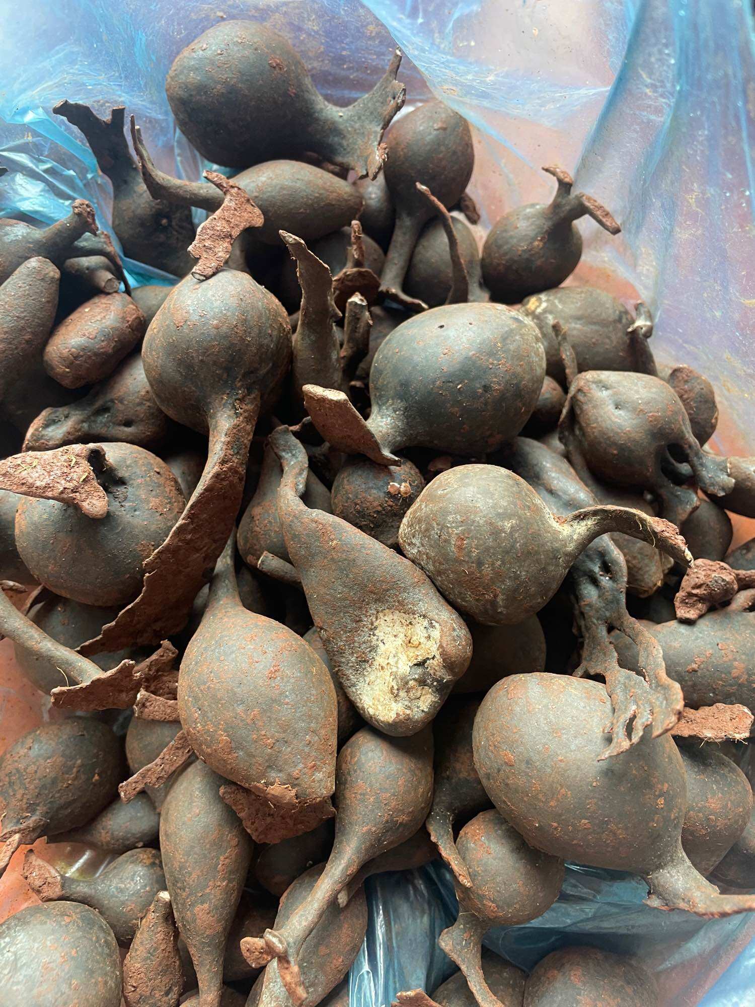 Sâm ô linh tươi 100g