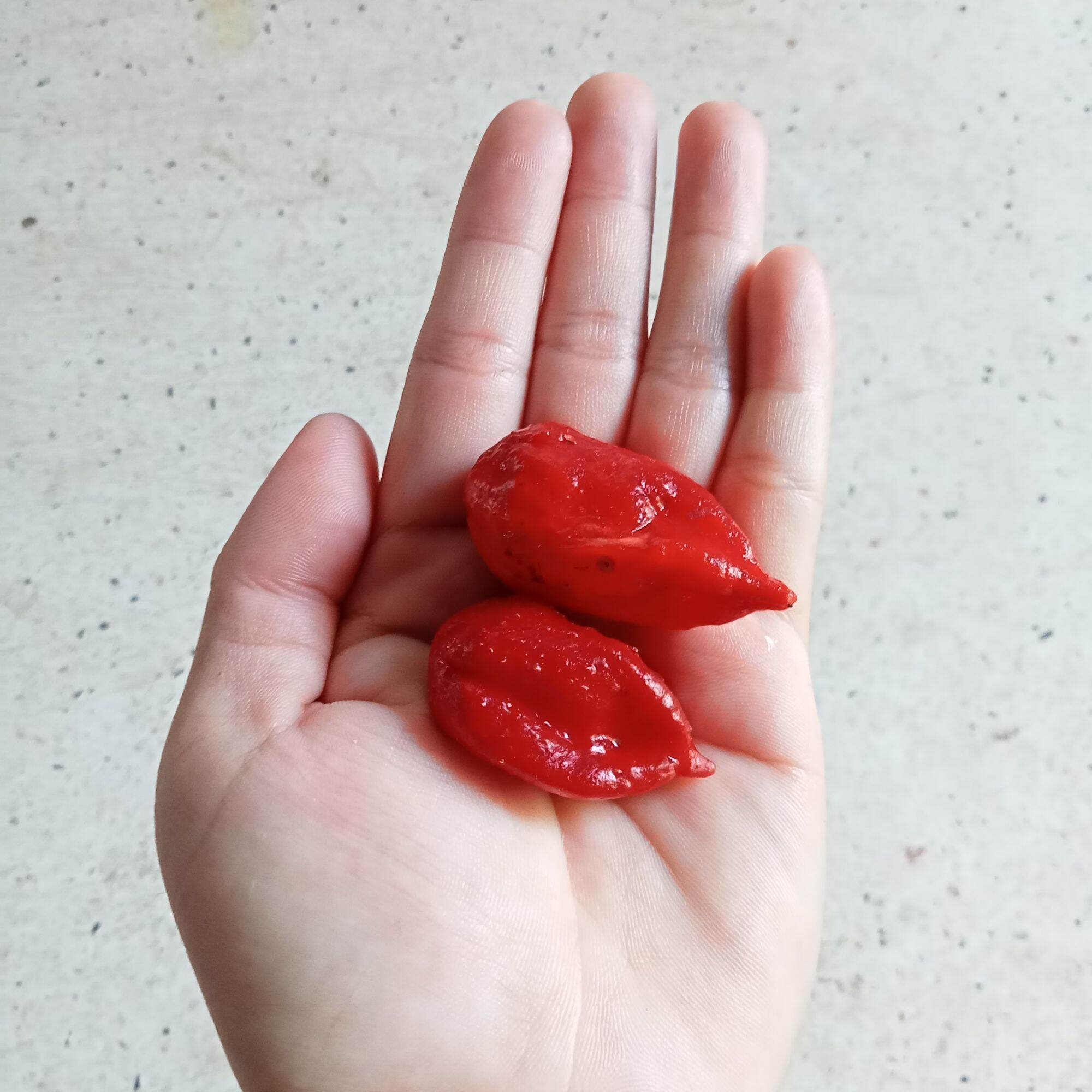 5 Hạt Ớt Bhut Jolokia