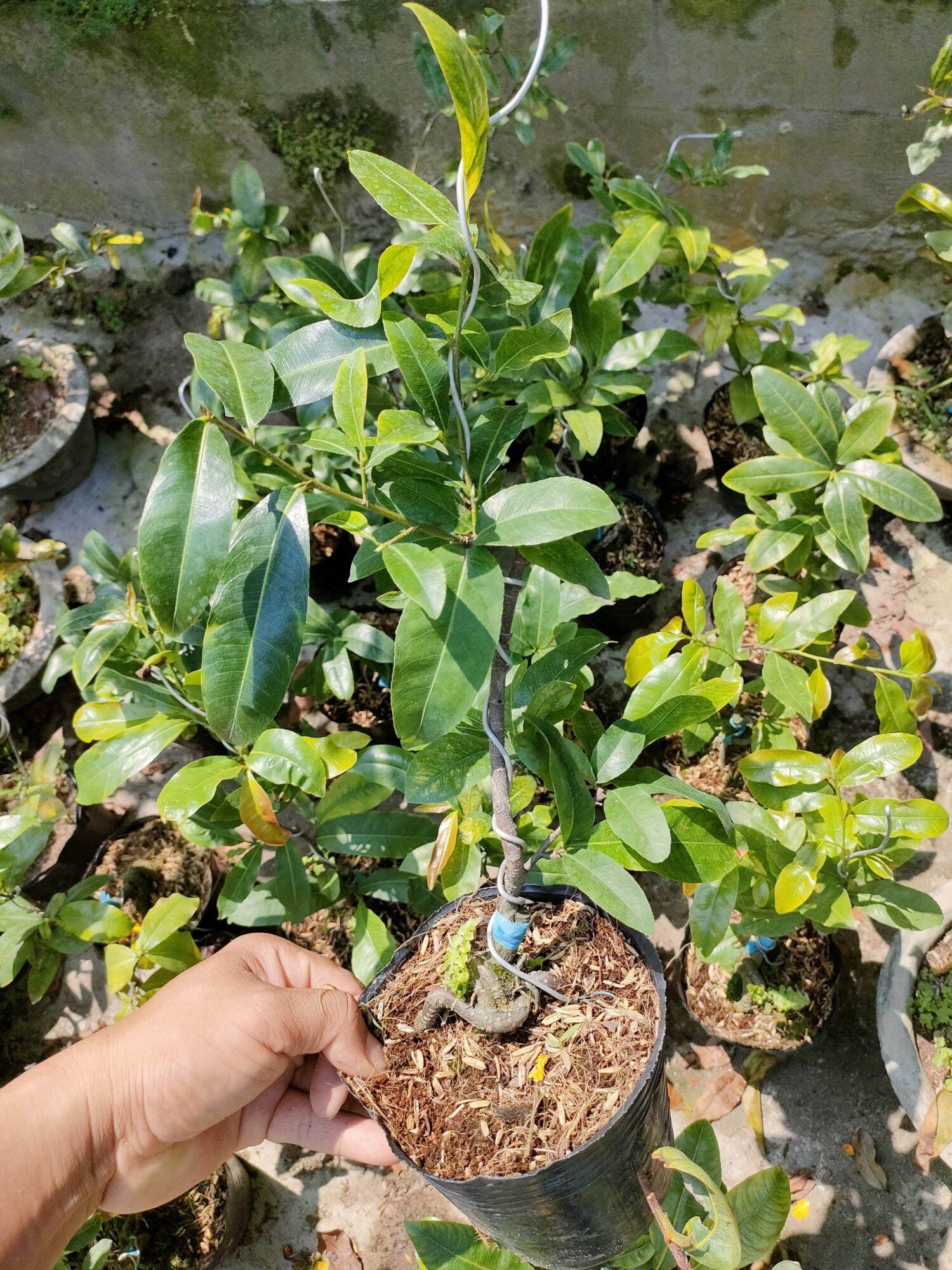 Cây mai cúc 7 tầng ( mai cúc ông tiên )