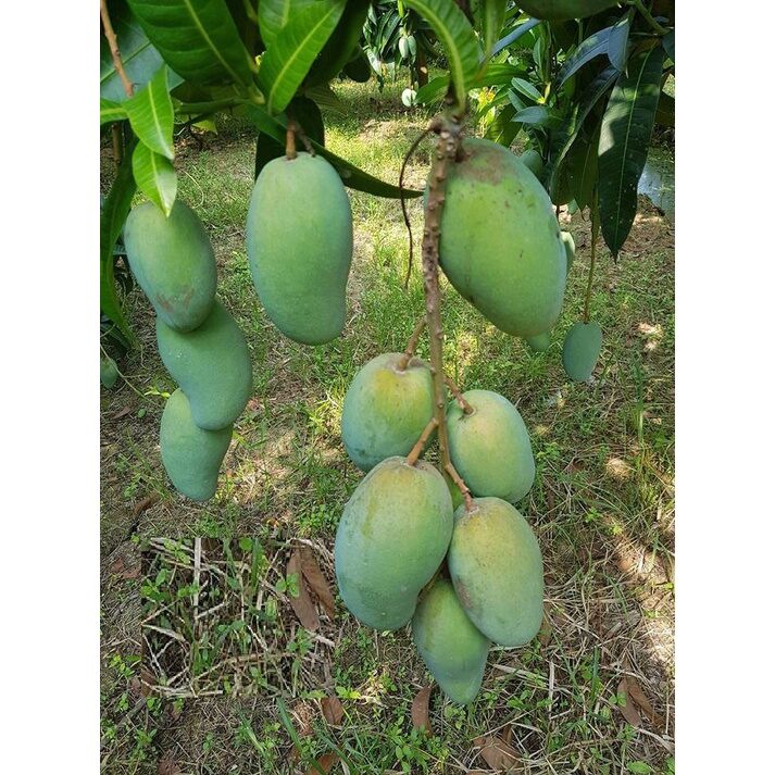 Cây giống xoài tứ quý