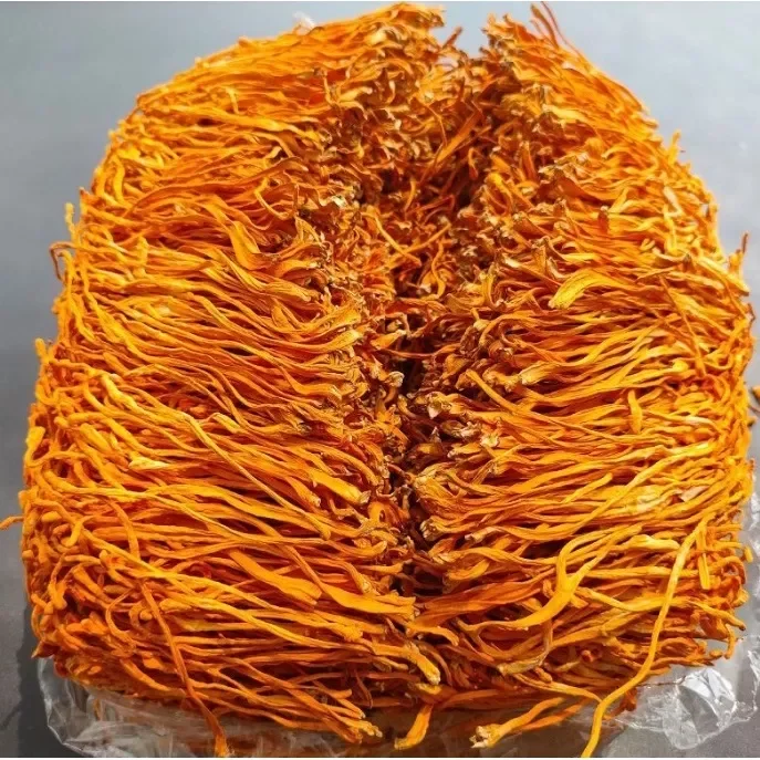 ĐÔNG TRÙNG HẠ THẢO
